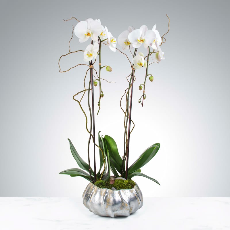 Luxury twin-stem white Phalaenopsis orchid potted in an elegant silver vessel, perfect as a low-maintenance centerpiece for Naples home decor or a lasting sympathy gift.