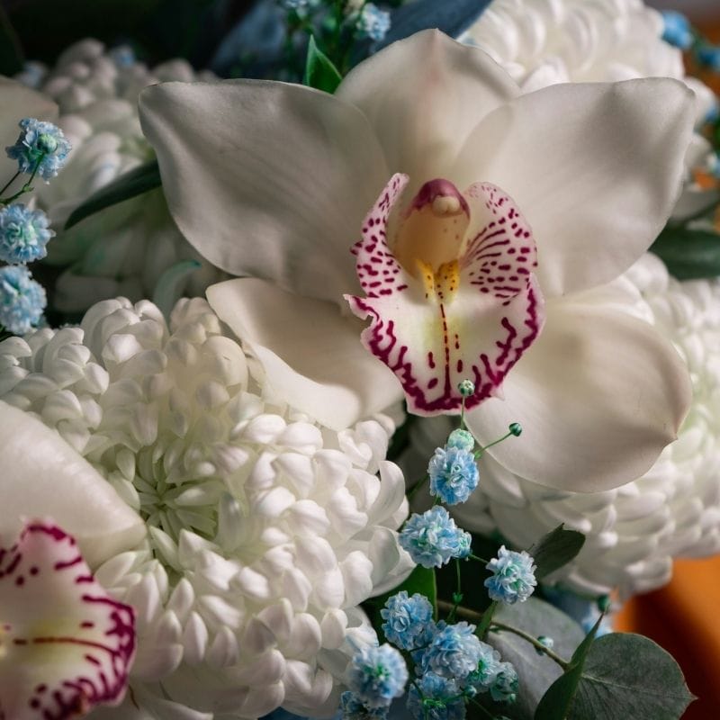 The Ultimate Southwest Florida Flower Calendar: A Naples Expert's Guide to Seasonal Blooms