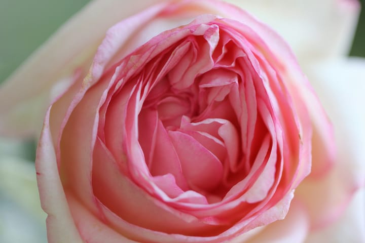 Grace & Blooms luxury floral design process: intentional, bespoke compositions from your trusted Naples florist for Naples flower delivery.